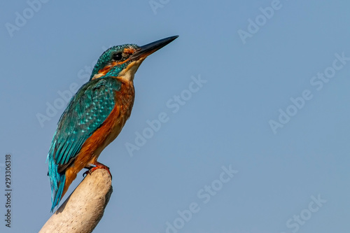 Female kingfisher