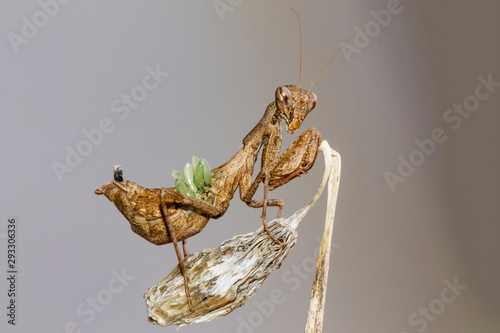 European dwarf mantis