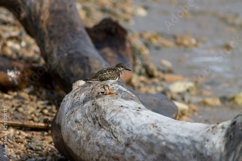 Turnstone on the trunk