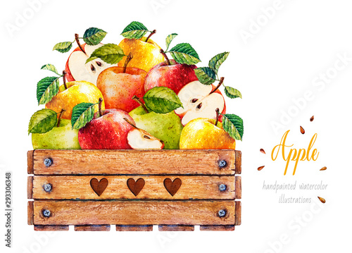 Apples. Watercolor botanical illustration. Wooden box. Wooden box with apples