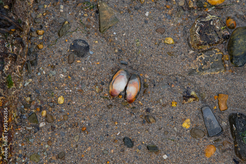 A small beautiful shell on the beach in Cornwall