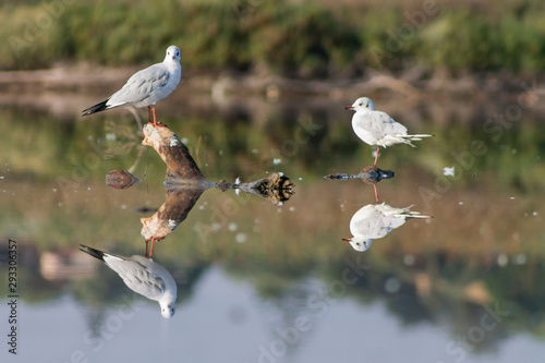 Mirrored nature