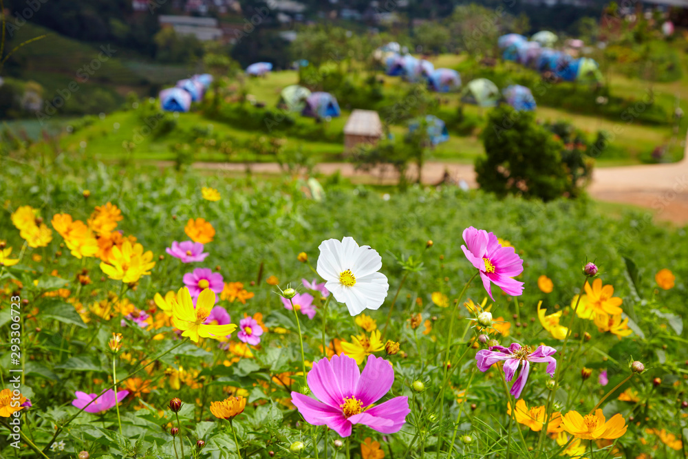 landscape with flowers and mountains, in Chiang Mai landscape with flowers and mountains, in Chiang Mai