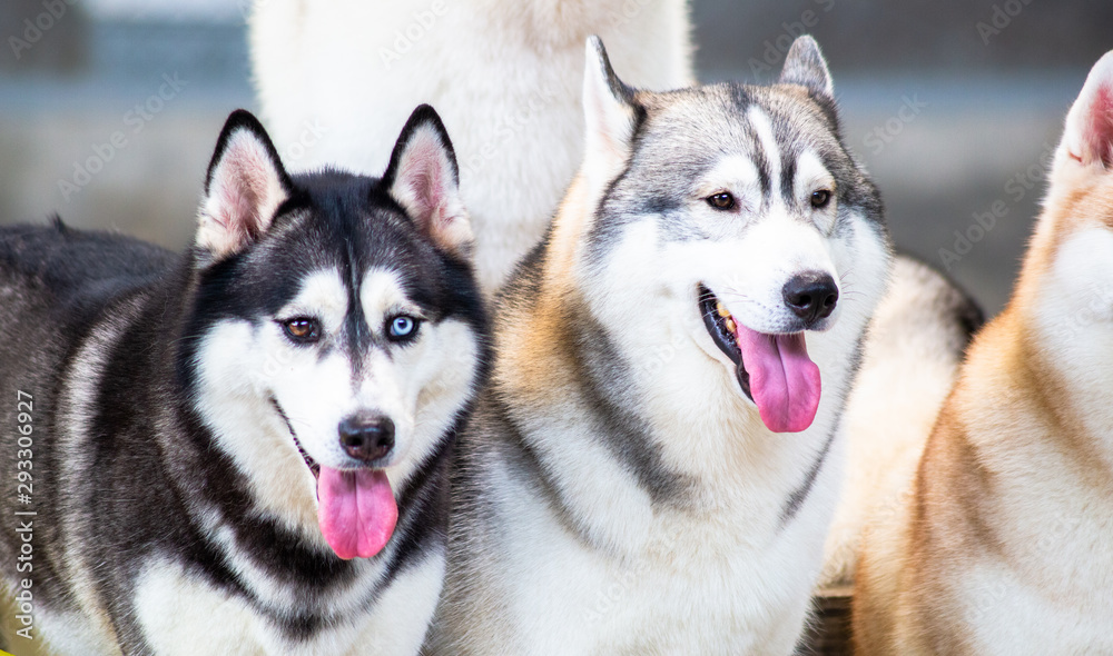 Siberian Husky dogs looks around. Husky dogs has black and white coat color. Siberian Husky dogs looks around. Husky dogs has black and white coat color.