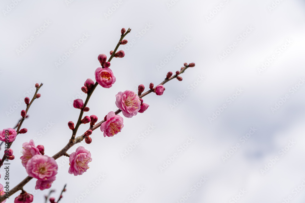 Fototapeta premium ピンクの梅の花
