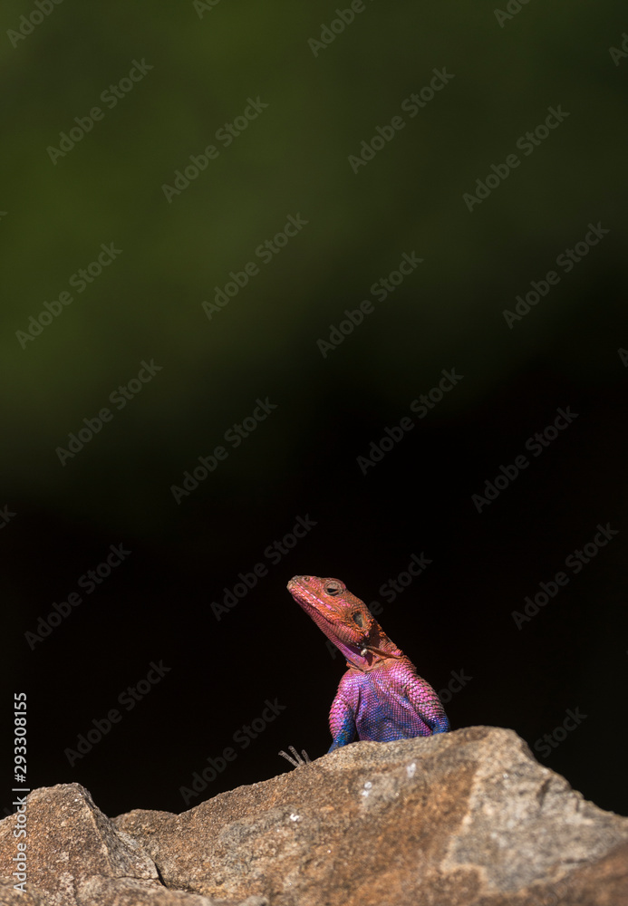 African Rock Agama at Masai Mara GAme Reserve,Africa African Rock Agama at Masai Mara GAme Reserve,Africa
