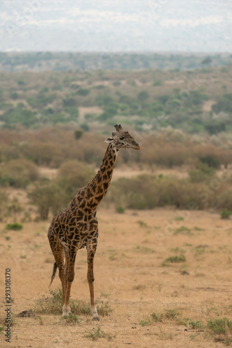 Giraffe standing near the bust at Masai Mara Game Reserve,Kenya,Africa