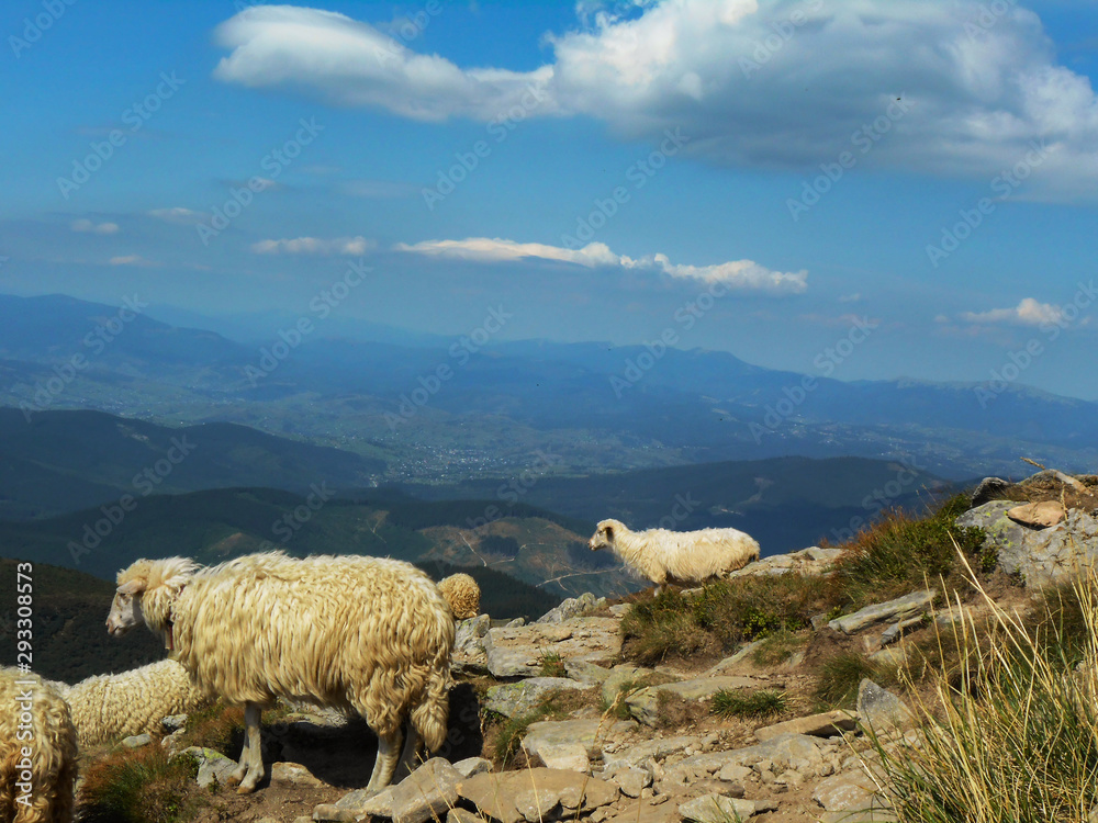 Fototapeta premium Flock of sheep in the mountains. Location of the Carpathians, Ukraine.