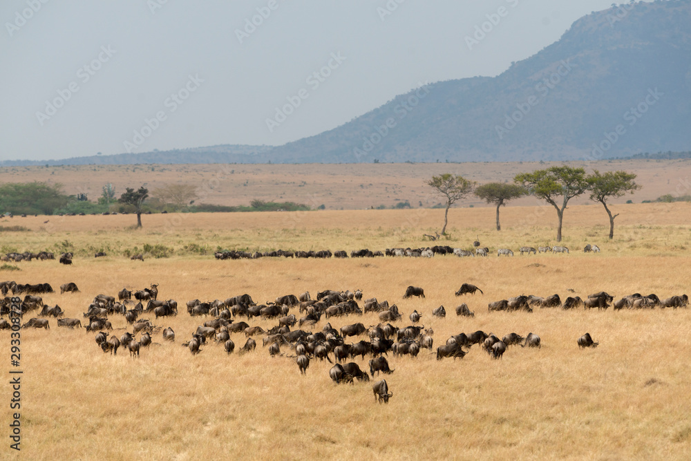 Wildebeest sen during the great migration   at Masai Mara Game Reserve,Africa