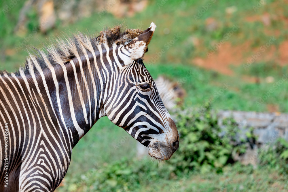 Nice zebra grazing in the field Nice zebra grazing in the field