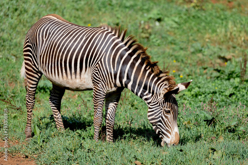 Nice zebra grazing in the field