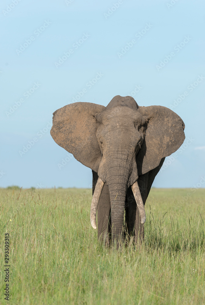 African Elephant  at Masai Mara GAme Reserve,Africa