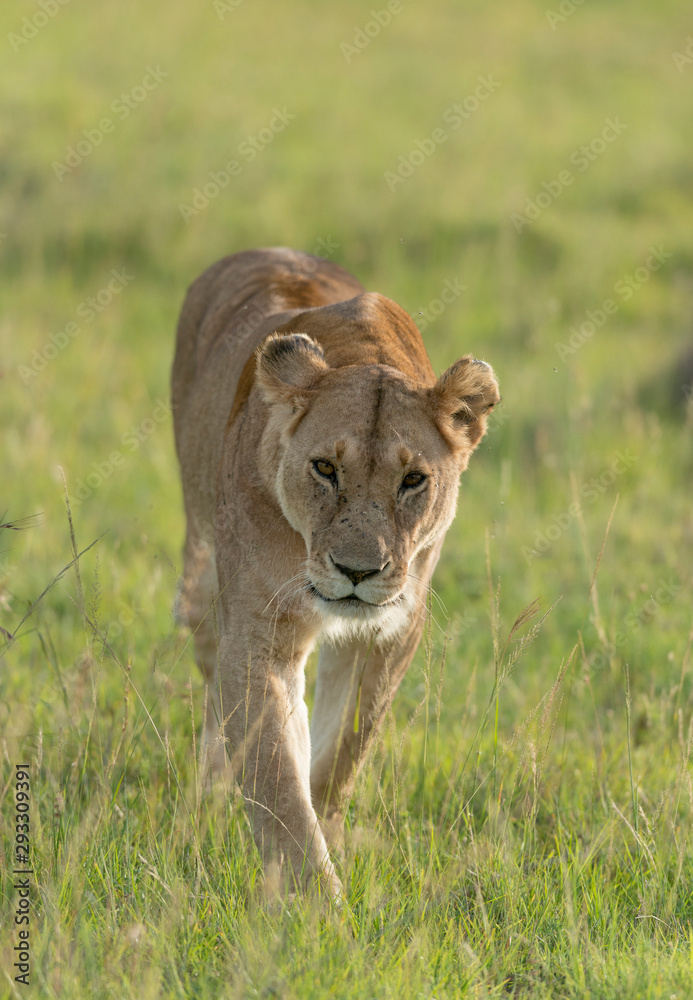 Lioness walking on the forest Trail at Masai Mara Game Reserve,Kenya,Africa Lioness walking on the forest Trail at Masai Mara Game Reserve,Kenya,Africa