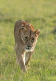 Lioness walking on the forest Trail at Masai Mara Game Reserve,Kenya,Africa