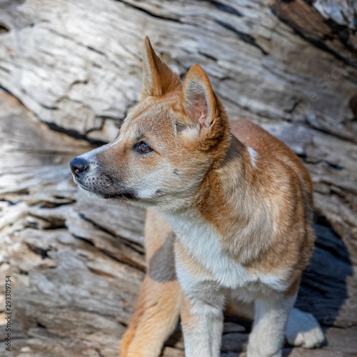 Australian Dingo puppy