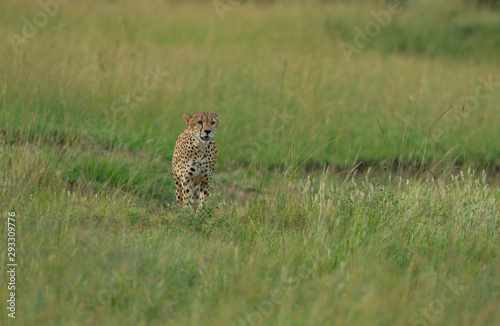 Cheetah walking ina green grass at Masai Mara GAme Reserve,Africa