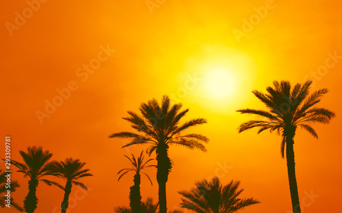 Silhouettes of palm trees against the sky with sunset sun. Beautiful nature background.