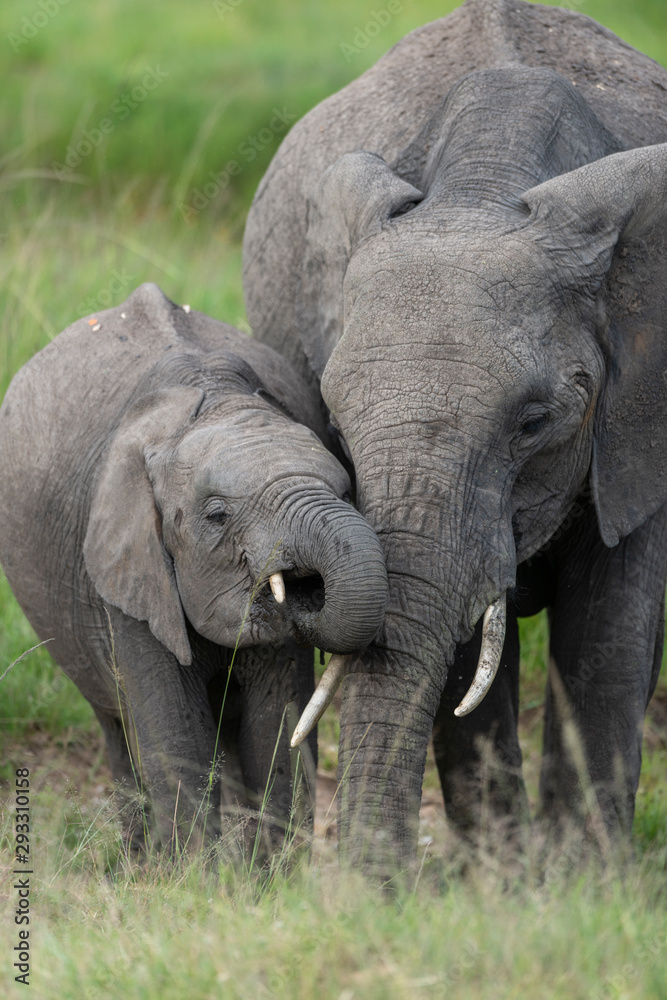 Fototapeta premium Elephant mother and Baby at Masai Mara GAme Reserve,Africa