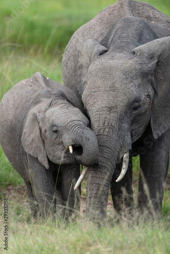 Elephant mother and Baby at Masai Mara GAme Reserve,Africa © amit