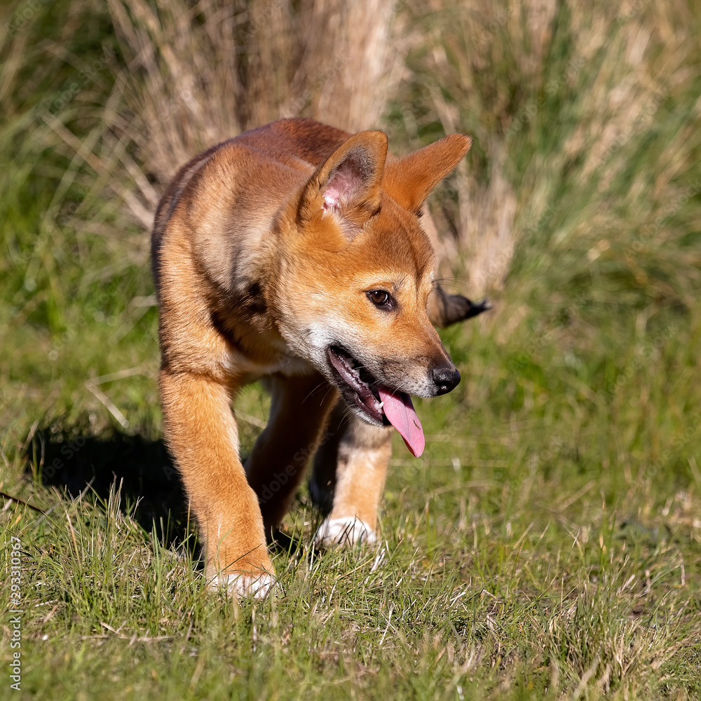 Australian Dingo puppy