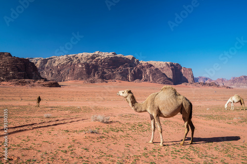 Wild camel at the Wadi Rum desert  southern Jordan