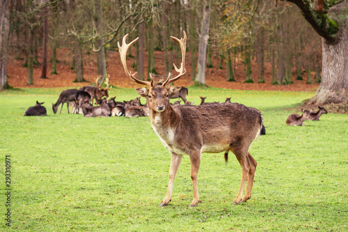 Fototapeta Naklejka Na Ścianę i Meble -  A male fallow deer with large antlers.
