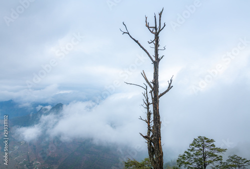 The misty mountains and the trees on the mountains