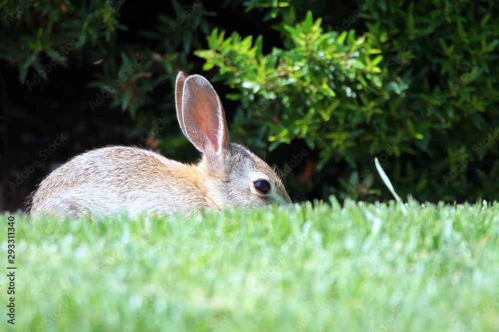 Fototapeta premium Coniglietto