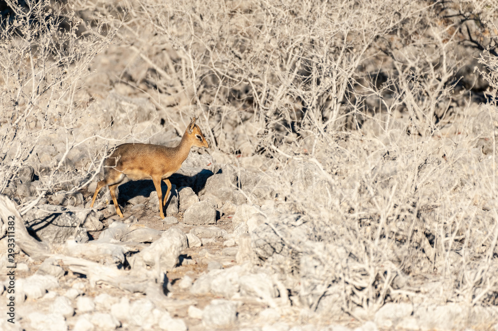 Detail of a small Dik Dik - Madoqua kirkii- hiding in the bushes of Etosha National Park, Nambia.