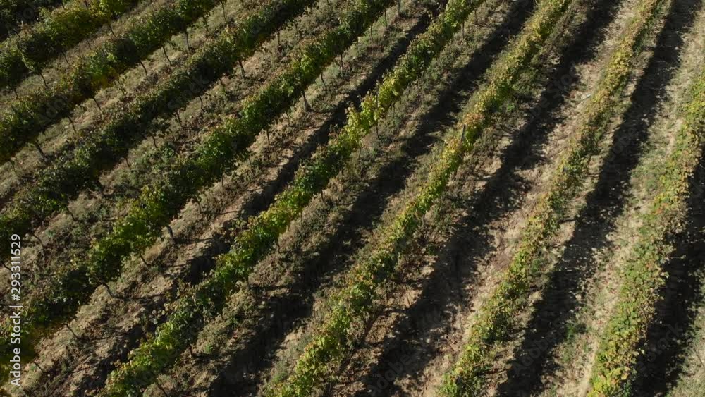 Medium aerial drone shot of rows of vineyard on a sunny autumn day Medium aerial drone shot of rows of vineyard on a sunny autumn day