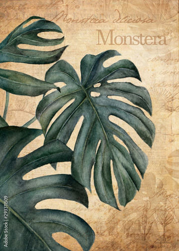 Monstera vintage botanical illustration