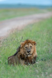 Male Lion Relaxing in Green Grass at Masai Mara Game Reserve,Kenya,Africa