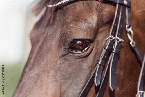 A brown horse head and eye horse closeup. © irinakuz9