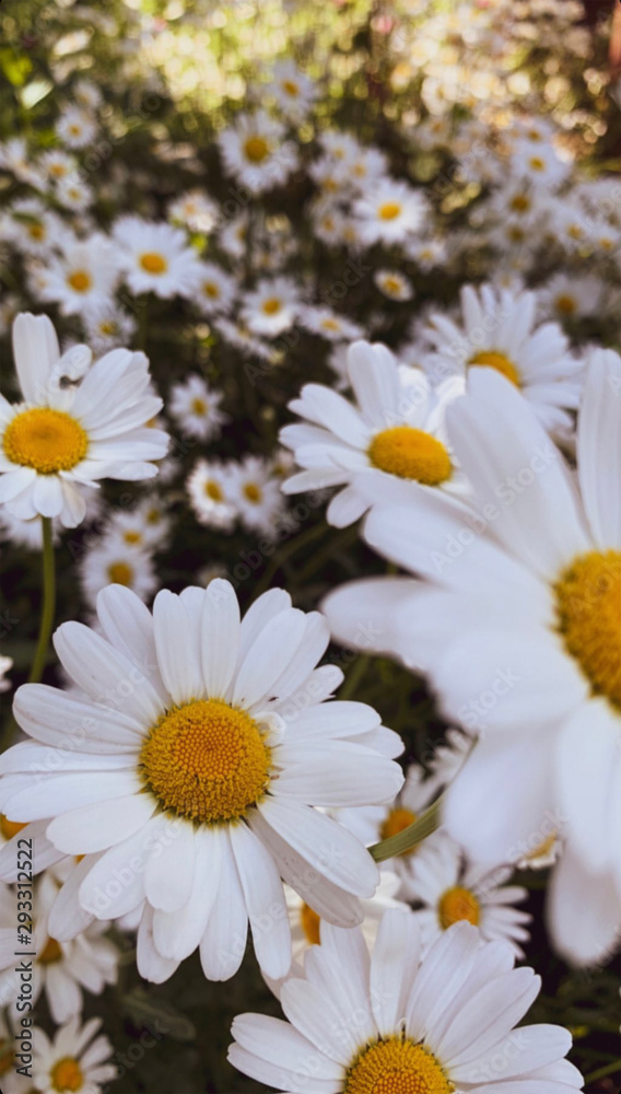 Obraz premium daisy