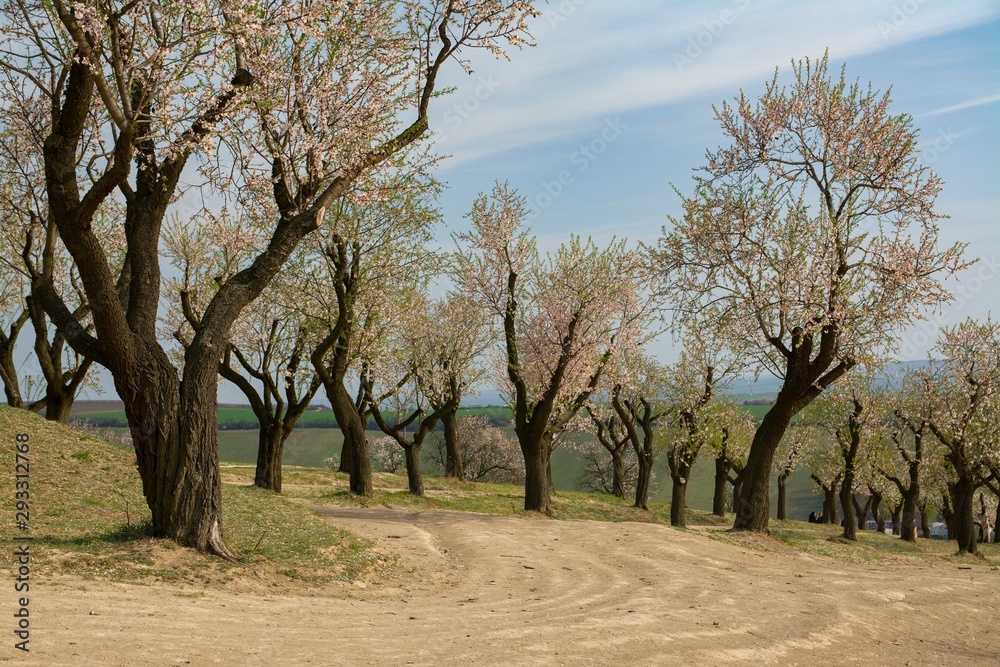 flowering almond trees flowering almond trees