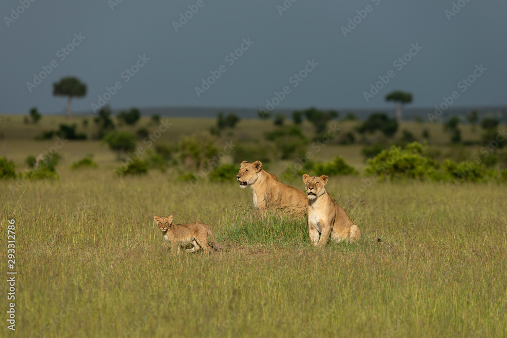 Fototapeta premium Two Lioness and Young Cub Seen at Masai Mara Game Reserve,Kenya,Africa