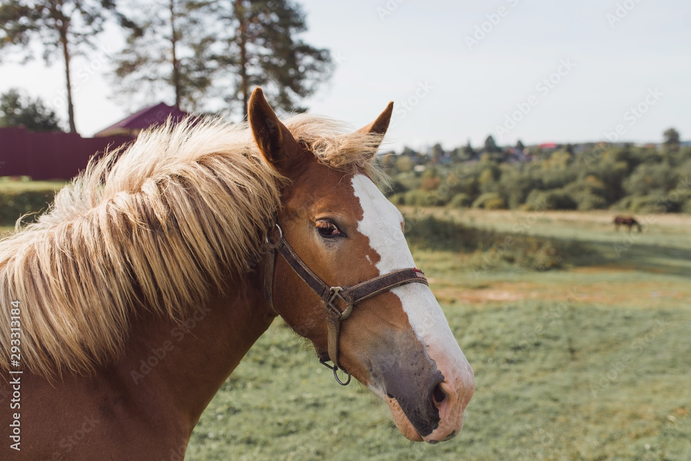 Obraz premium Summer portrait of a thoroughbred horse outdoor on field background.