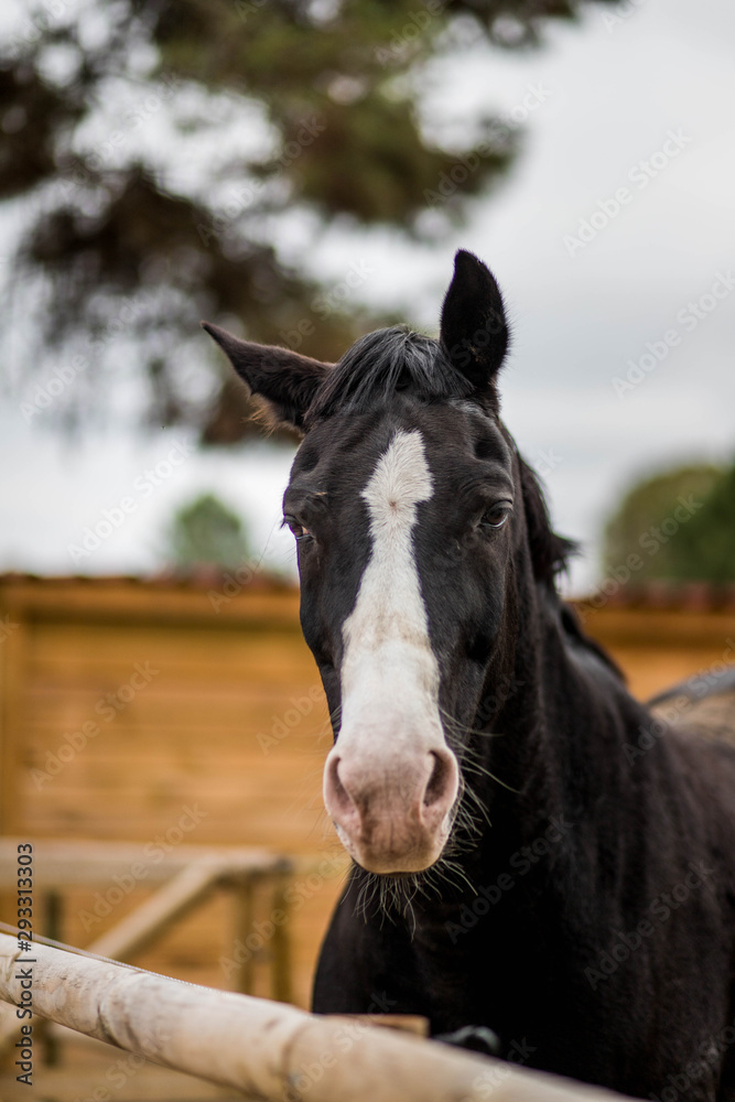 Obraz premium Tête de cheval au dessus d'une barrière