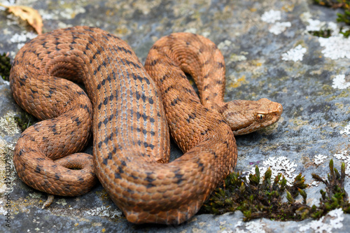 orange Asp viper (Vipera aspis) in nature, digesting a prey