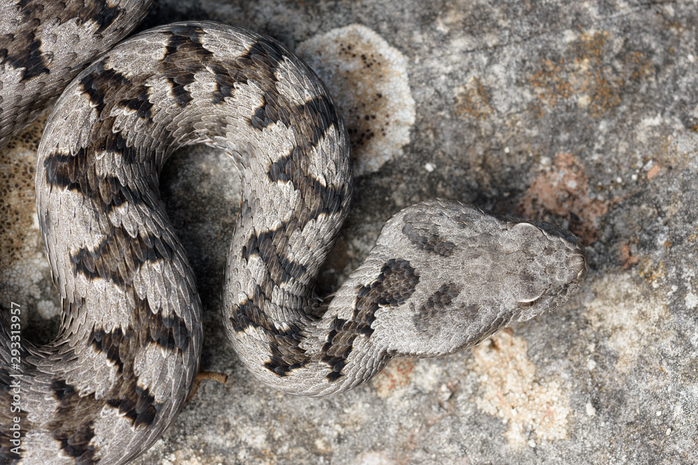 Adult horned viper (Vipera latastei) macro in nature Adult horned viper (Vipera latastei) macro in nature