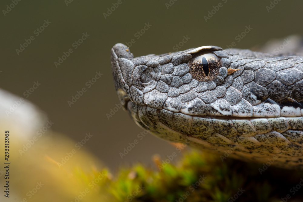 Obraz premium Adult horned viper (Vipera latastei) macro in nature