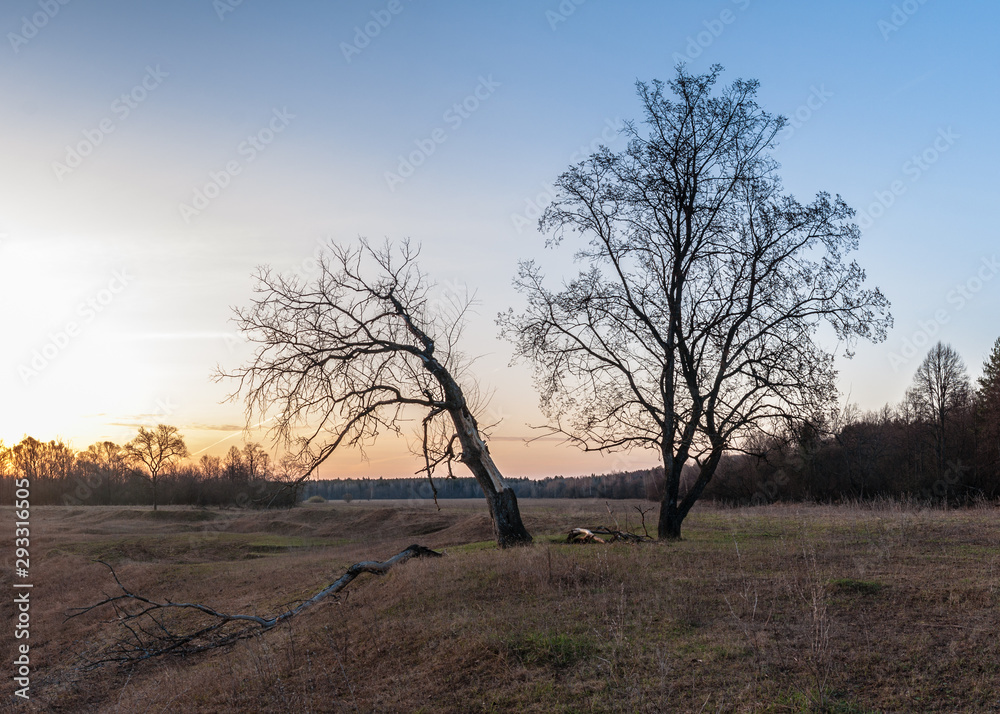 Obraz premium Group of trees on the meadow at sunrise