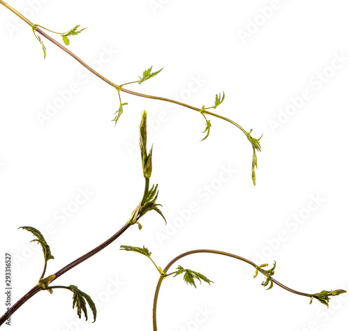 Green leaves of a climbing plant with a vine. isolated on white