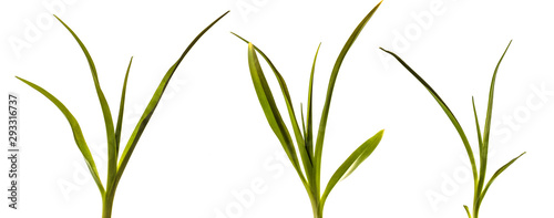 young sprouts of daylily flowers. green leaves. isolated on white