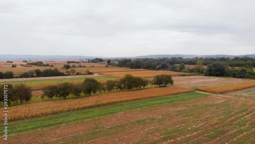 Beautiful agricultural video during a beautiful sunny day. Yellow corn fields on a sunny day with blue sky in the background with clouds.