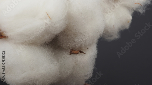 Close up of Cotton flower on black background. © nisara