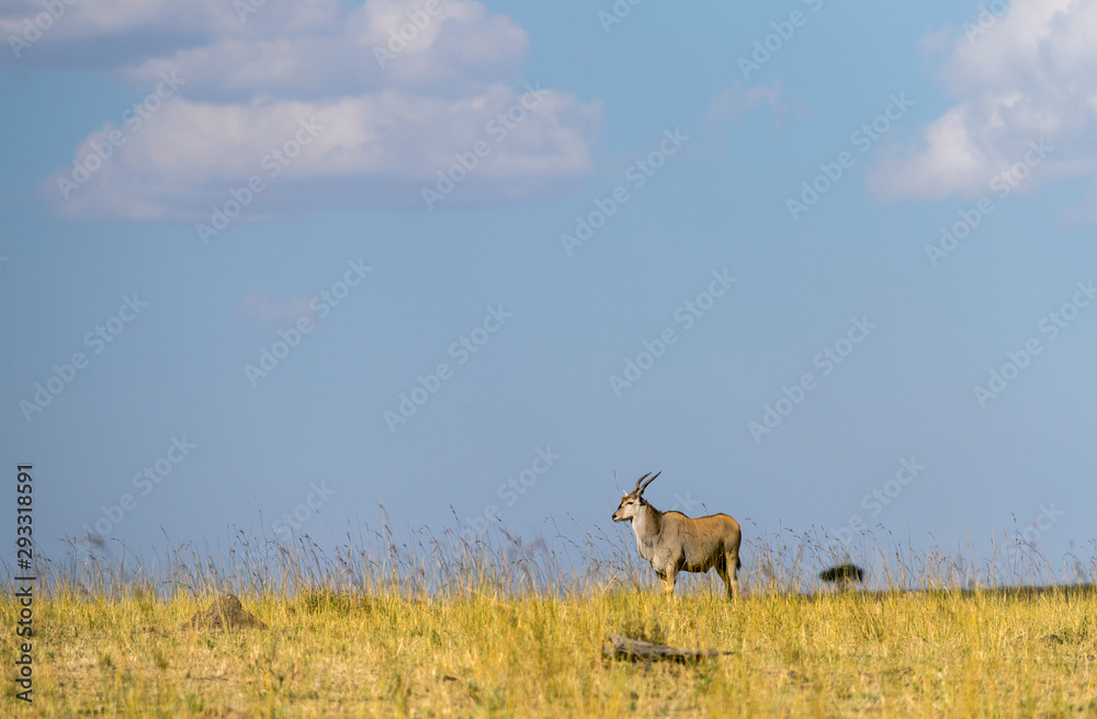 The common Eland seen at Masai Mara Game Reserve,Kenya,Africa The common Eland seen at Masai Mara Game Reserve,Kenya,Africa