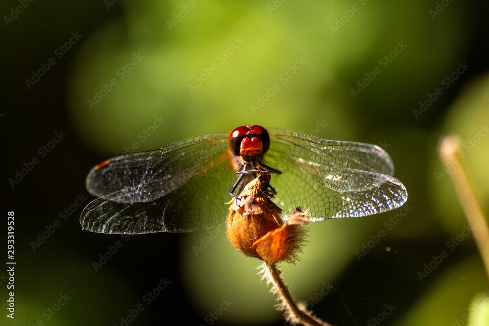 Macro photo of a dragonfly head
