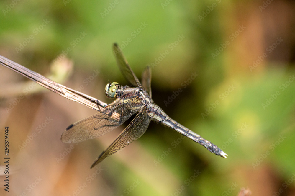 Macro photo of a dragonfly head Macro photo of a dragonfly head