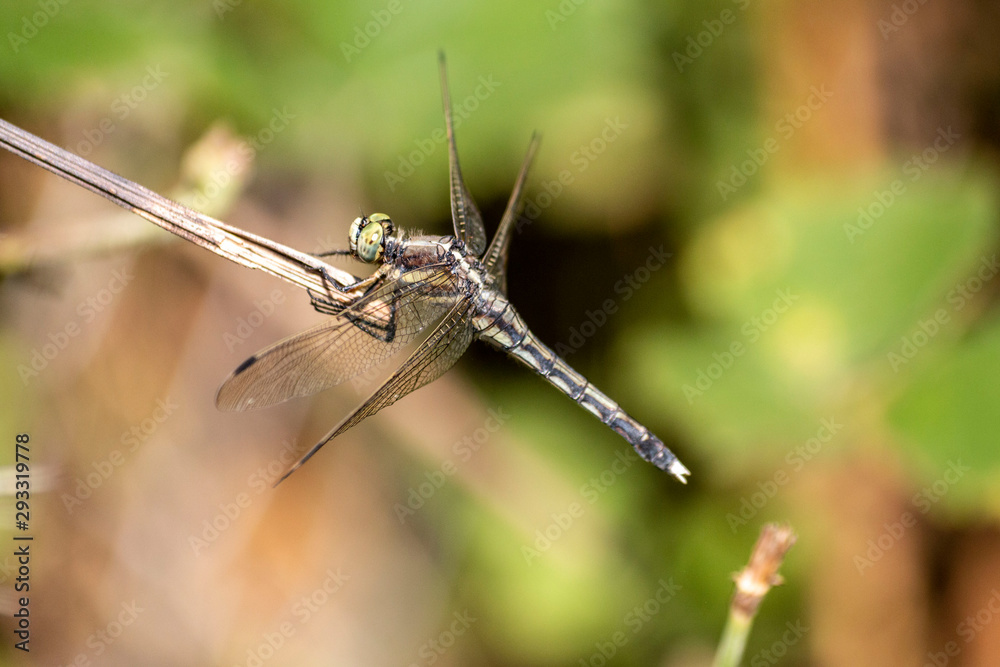 Macro photo of a dragonfly head Macro photo of a dragonfly head